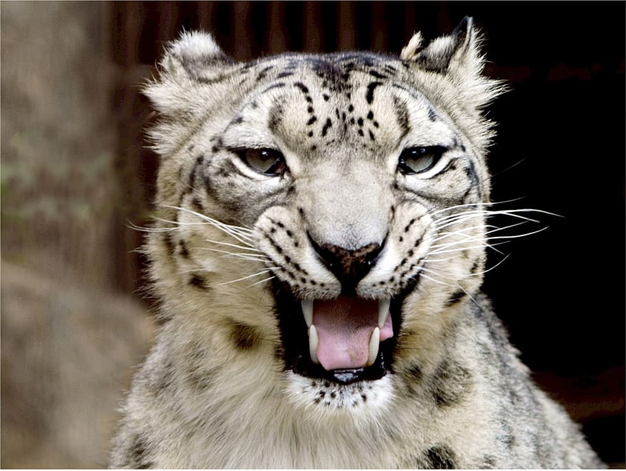 albino tiger, snow leopard, portrait, looking, growling, stare, HD wallpaper