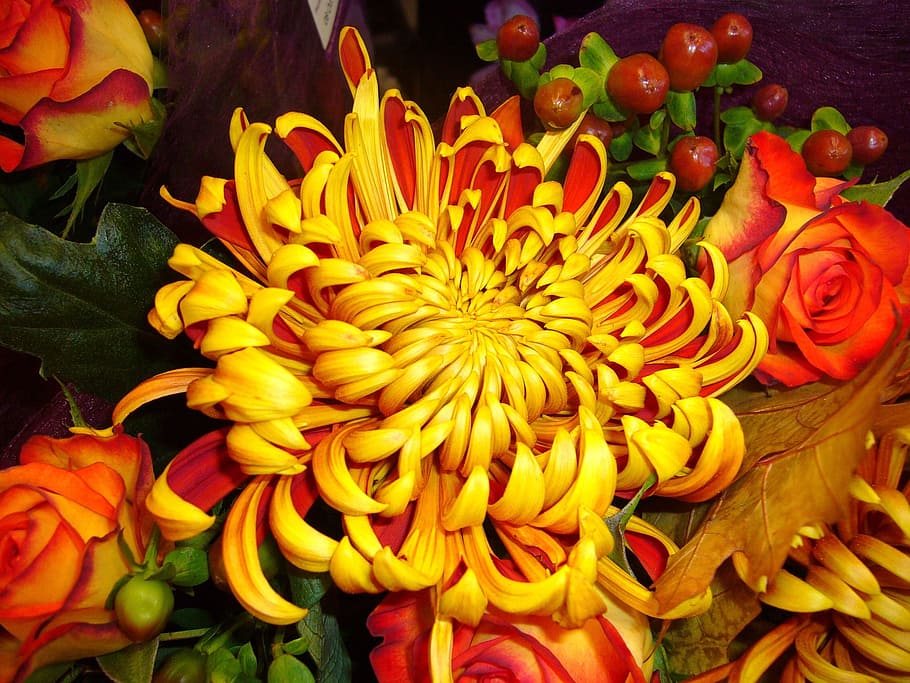 close-up photo of yellow-and-orange roses and spider chrysanthemum flower