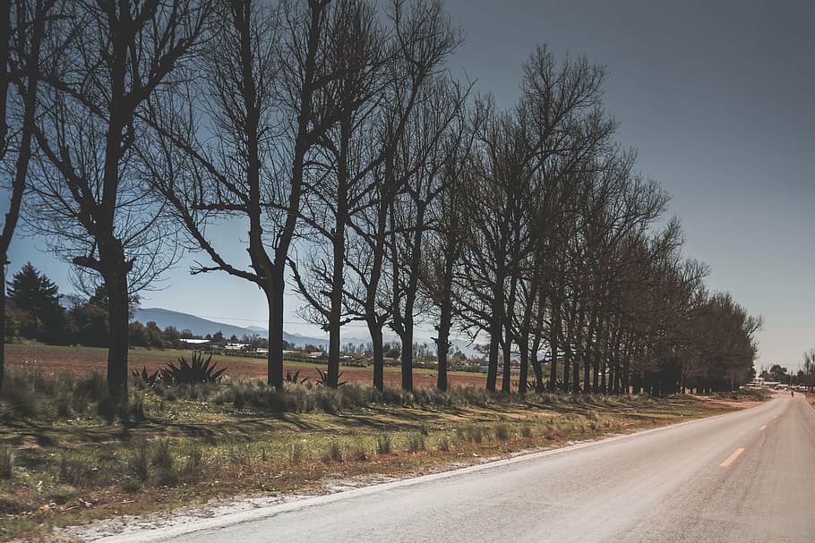trees, path, road, the way forward, direction, plant, sky, transportation HD wallpaper