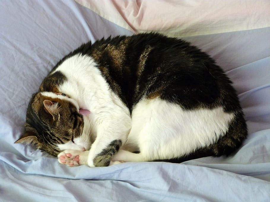 black and white cat lying on gray textile, sleeping, nap, bed HD wallpaper