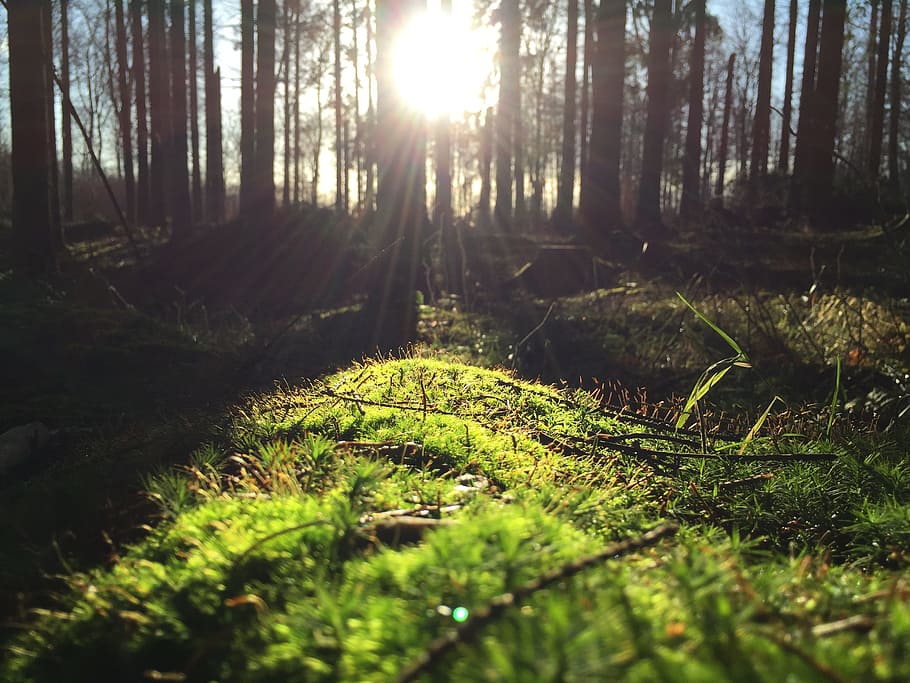 green grass field in forest during daytime, bush, trees, sunlight HD wallpaper