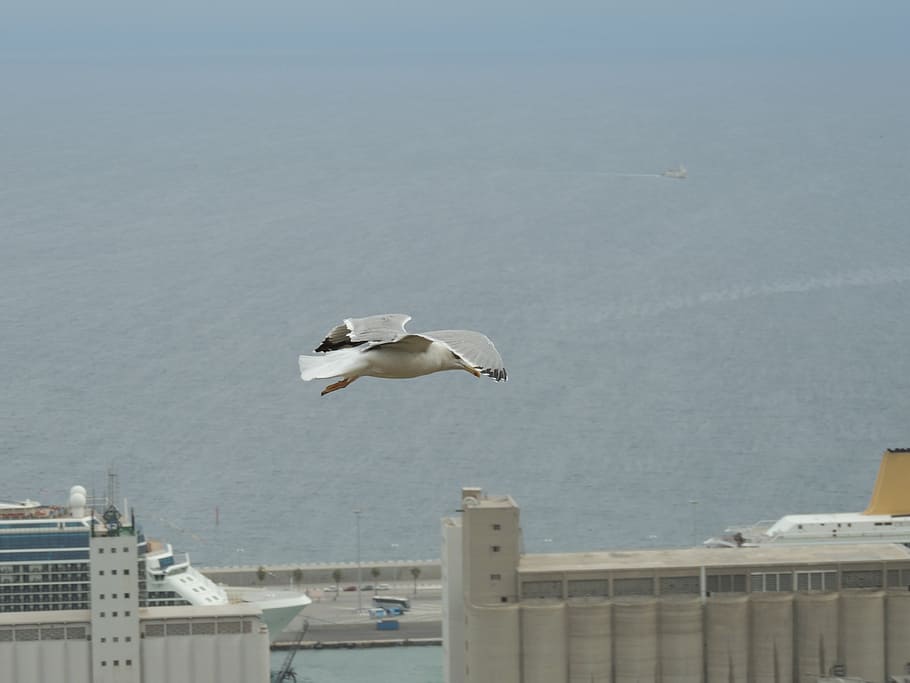 seagull, flight, bird, port, flying, vertebrate, water, animal themes HD wallpaper