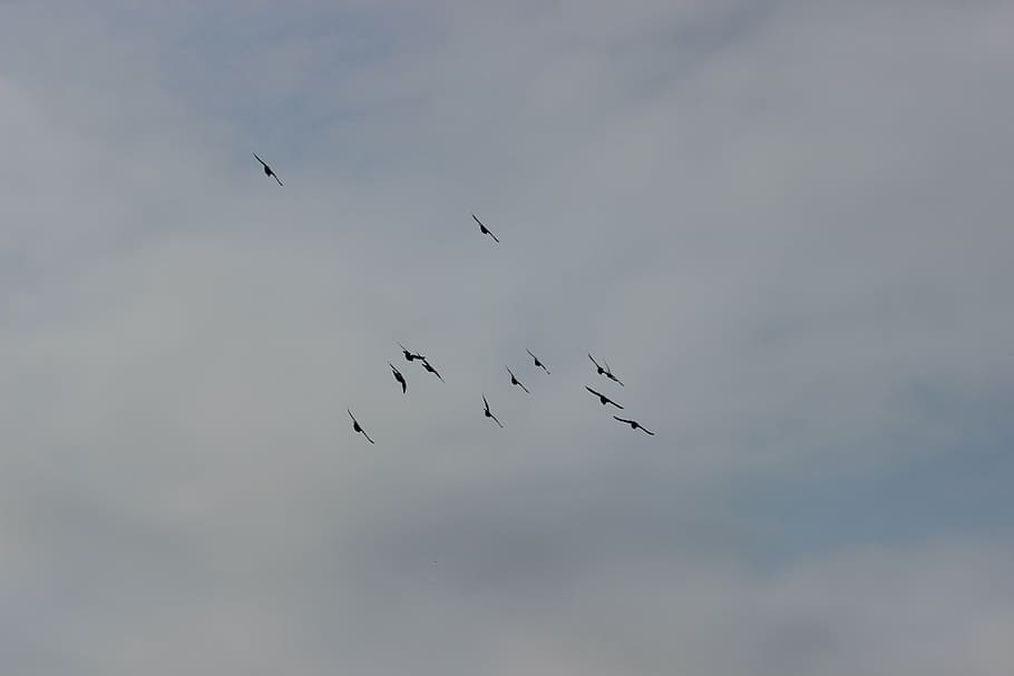 birds, sky, flight, pigeons, pen, wings, nature, skies, clouds HD wallpaper