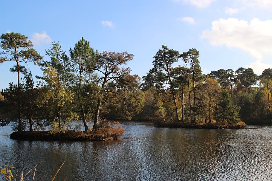 forest, netherlands, trees, more, island, nature, landscape HD wallpaper