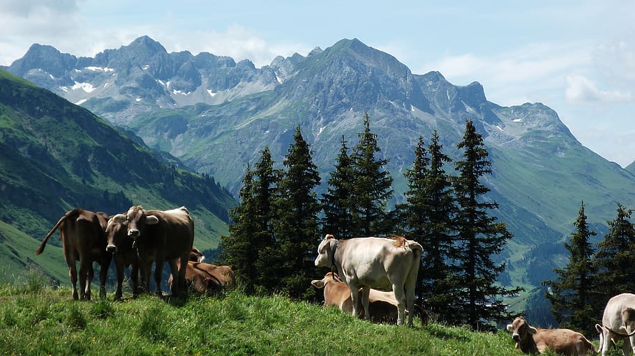 cow, mountains, cows, alm, pasture, mountain meadows, dairy cows HD wallpaper