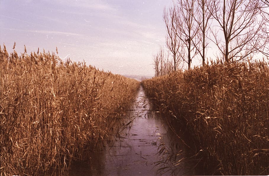 dried plants and bare trees during daytime, water between rice crops HD wallpaper