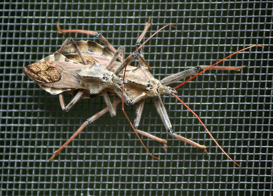 wheel bugs, assassin bug, predator, mate, insect, macro, carnivore HD wallpaper