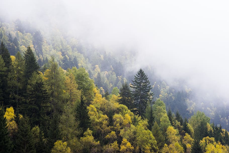 field of green trees below fogs, forest, landscape, woods, mountain HD wallpaper