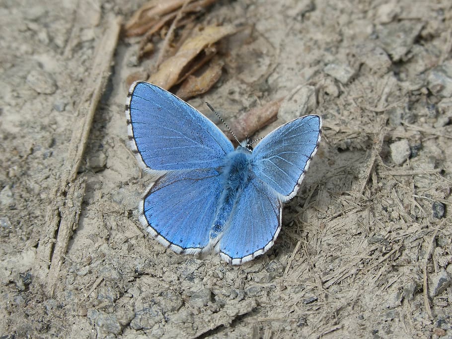 silver blue studded butterfly in closeup photography, blue butterfly.
