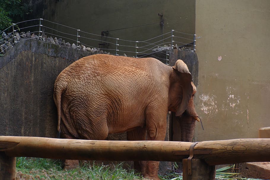 zoo, elephant, shy, animal, animal themes, mammal, animal wildlife HD wallpaper
