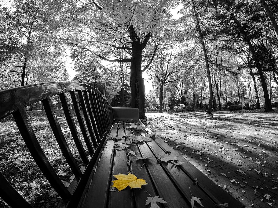 bench, street, park, trees, plant, black and white, leaf, fall HD wallpaper