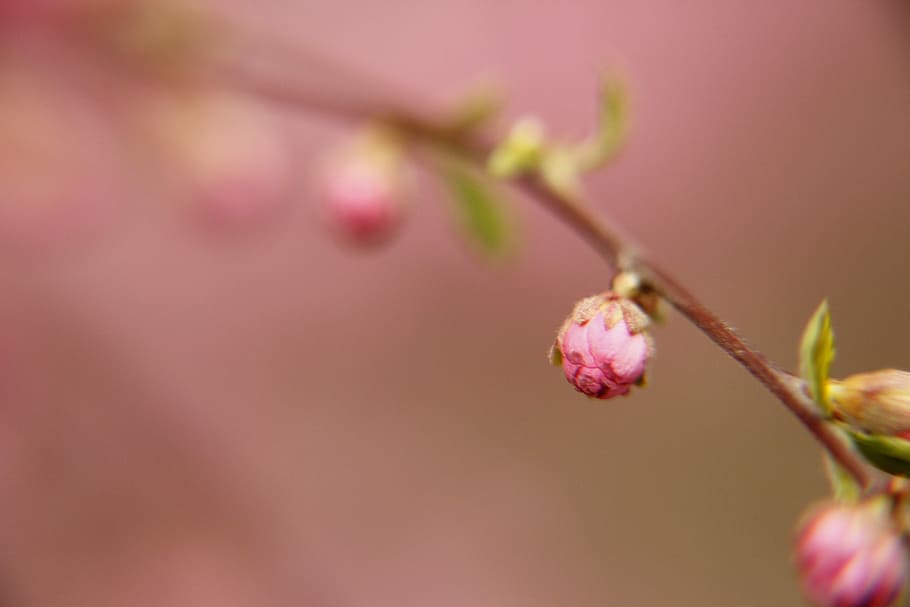 Spring, Flower, Pink, nature, pink color, growth, close-up HD wallpaper