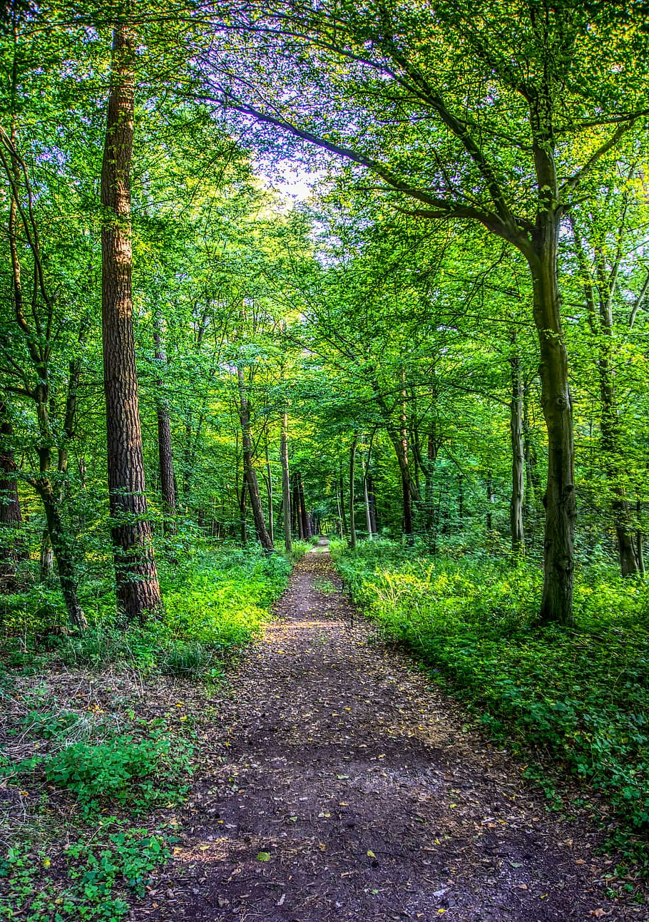 forest, forest path, leaves, tree, green, landscape, nature HD wallpaper