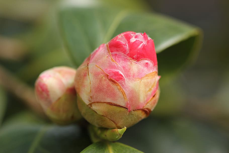 camellia bud, red, garden, spring, plant, close-up, plant part, HD wallpaper