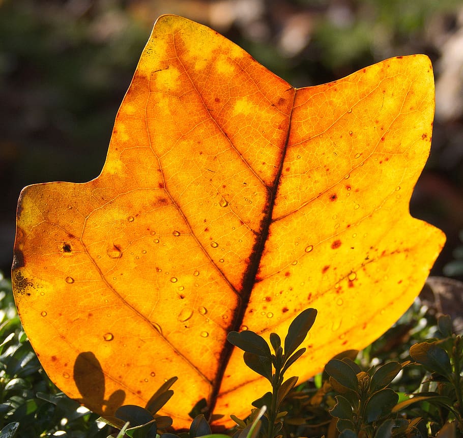 leaf, autumn, maple, change, plant, tree, nature, golden, color HD wallpaper