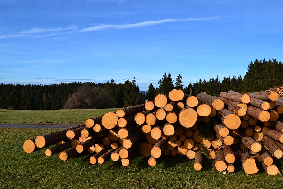 sky, wood, tree, stack, saw, cases, holzstapel, lumber industry HD wallpaper