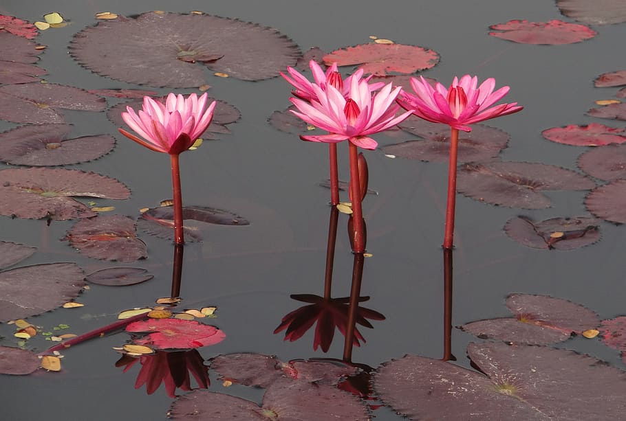 four pink petaled flowers on body of water, water lily, red, red water lily, HD wallpaper