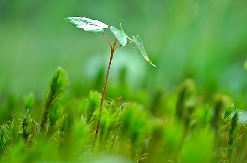 shallow focus photography of green leafed plant, tree, young HD wallpaper