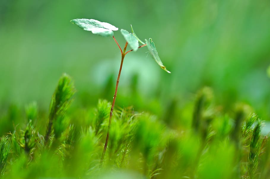 shallow focus photography of green leafed plant, tree, young HD wallpaper