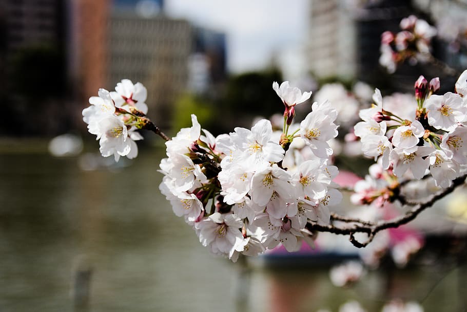 flower, cherry, tree, nature, flora, flowering plant, fragility HD wallpaper