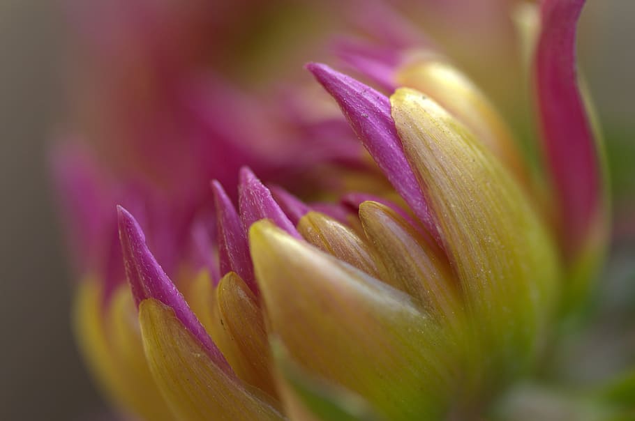 Dahlia, Flower, Spring, petal, flower head, nature, selective focus HD wallpaper