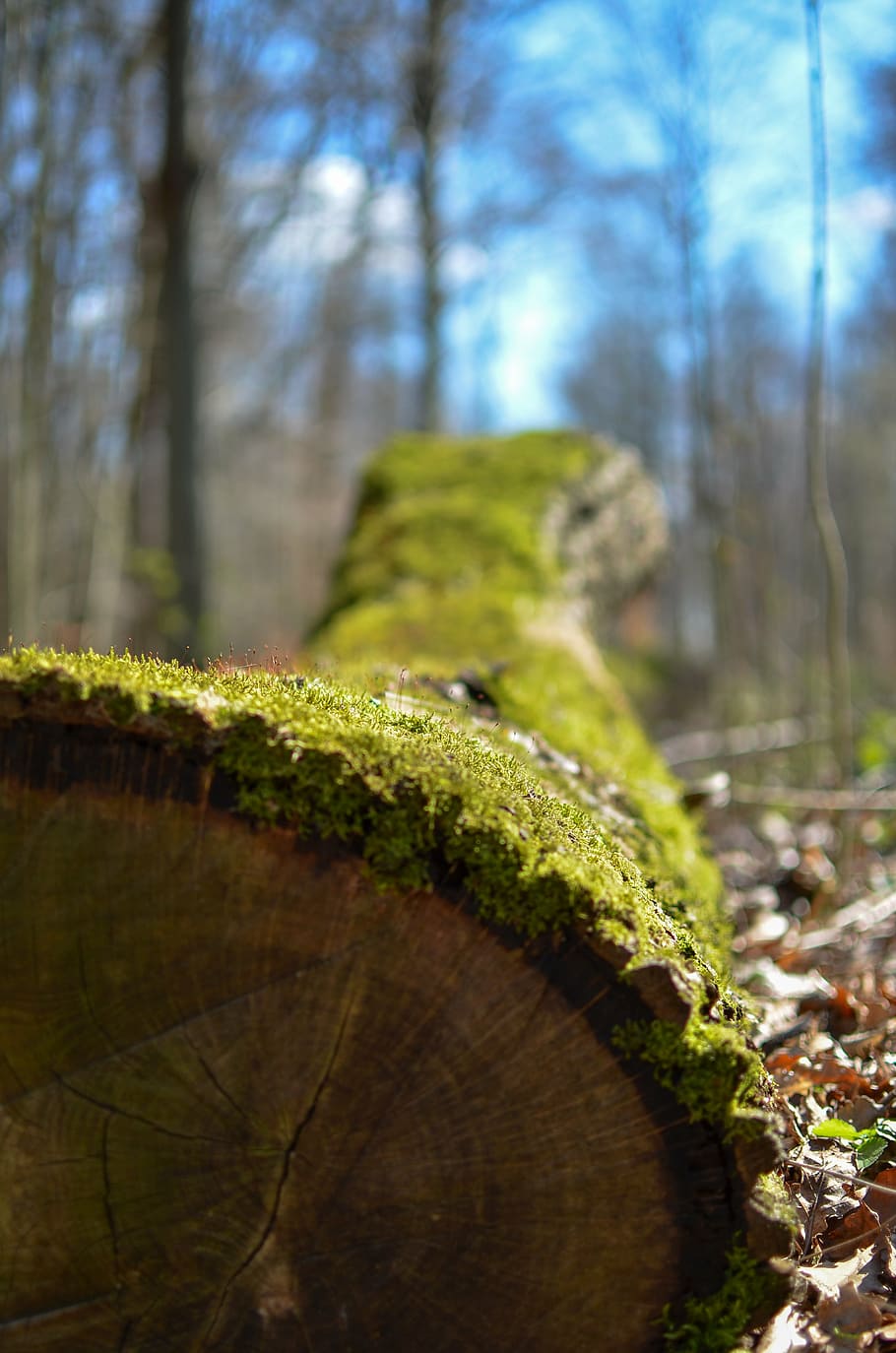 tree, forest, moss, nature, strains, bark, plant, tree trunk HD wallpaper