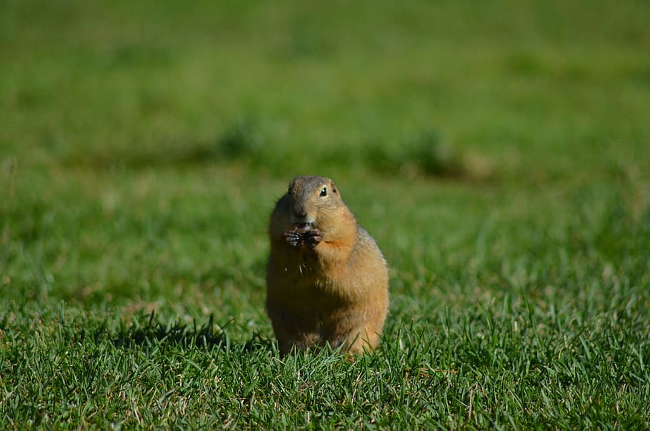 summer, grass, portrait, view, animal, gopher, animal themes HD wallpaper
