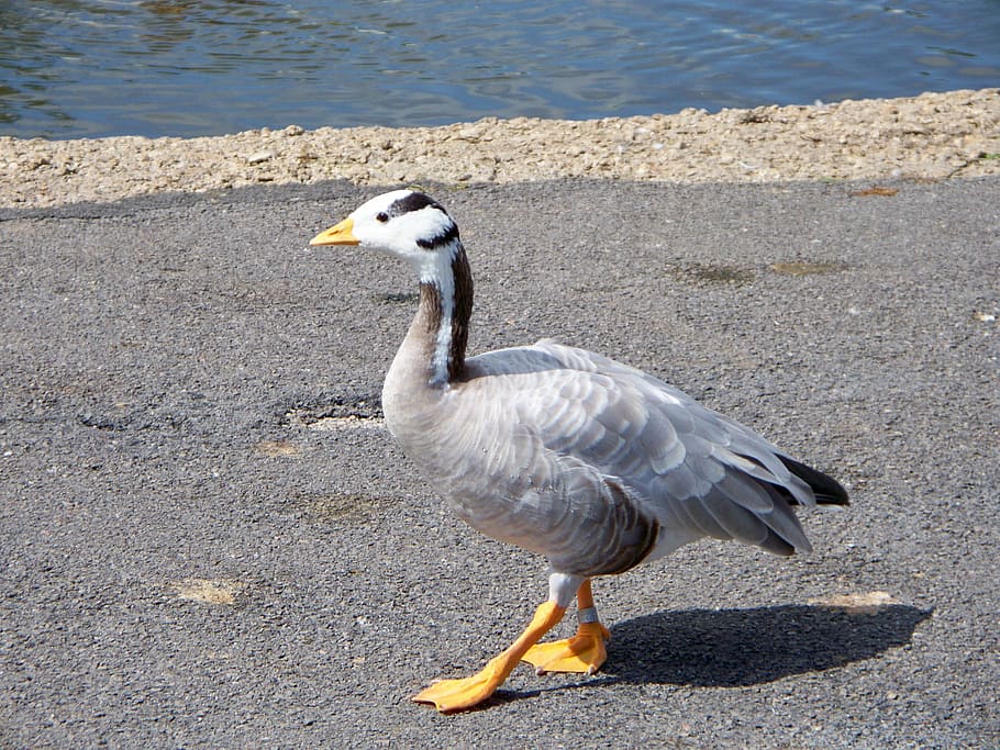 bar-headed goose, anser indicus, grey-white feathers, web feet, HD wallpaper