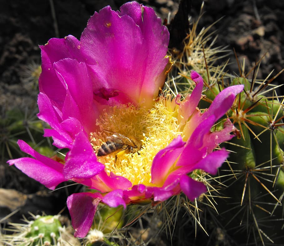 cactus flower, small, bee, pollen, nectar, blossom, bloom, desert HD wallpaper