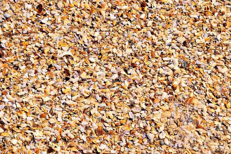 crushed seashells, ocean, beach, background, backdrop, nature HD wallpaper
