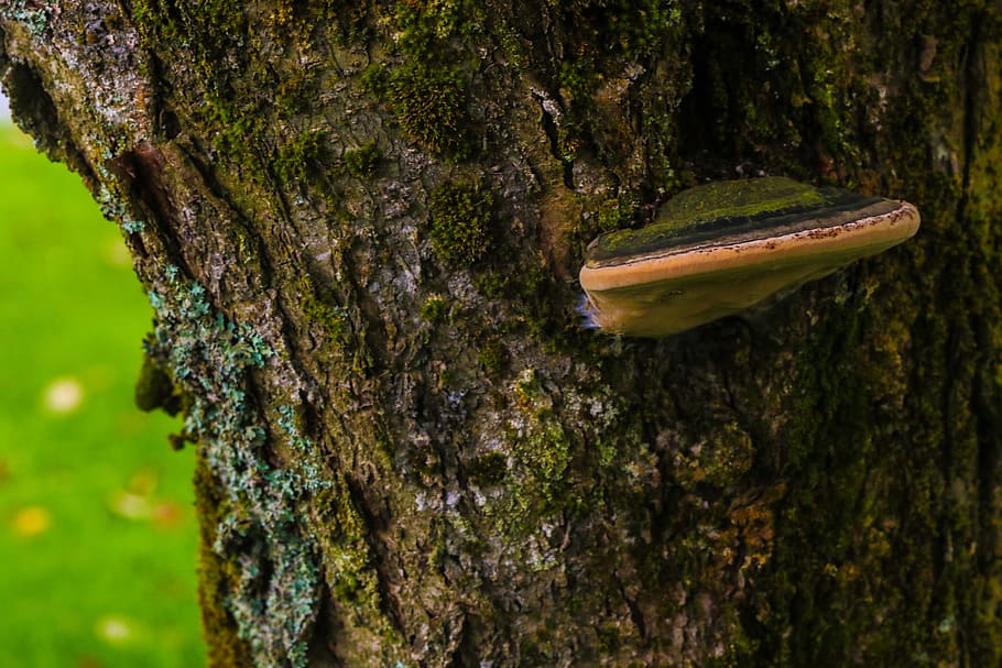 mushroom, tree, nature, plant, trunk, tree trunk, no people HD wallpaper