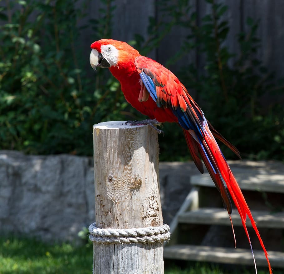 red scarlet macaw standing on brown bamboo base, bird, parrot