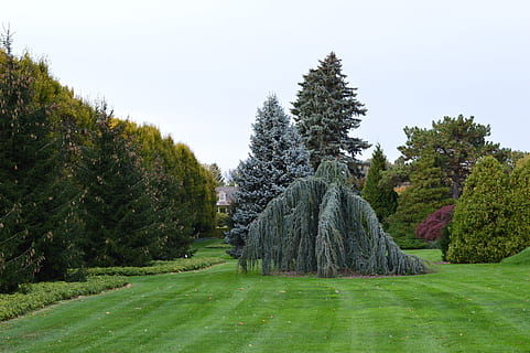 Gardens, Greenery, Trees, Plants, Greens, leaves, leafy, branches HD wallpaper