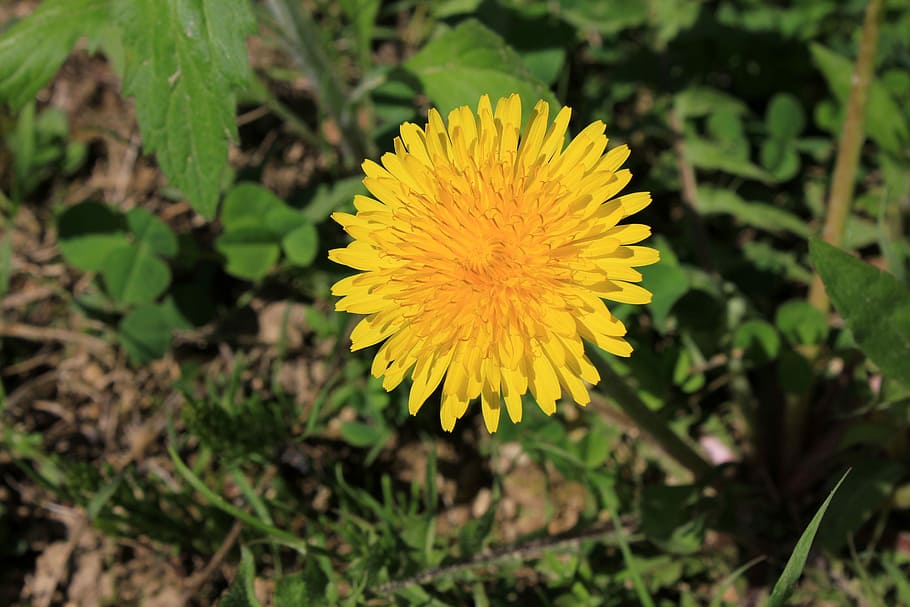 Dandelion, nature, plant, flower, yellow, summer, outdoors, close-up HD wallpaper