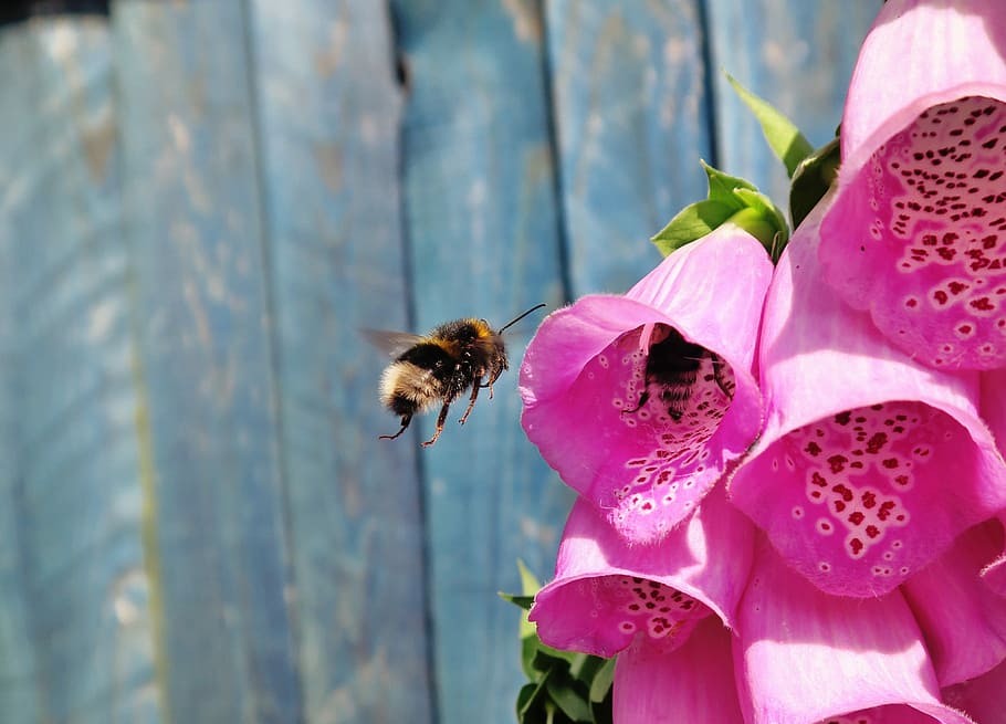 brown and black bee flying over pink flower, bumblebee hovering beside purple petaled flower HD wallpaper