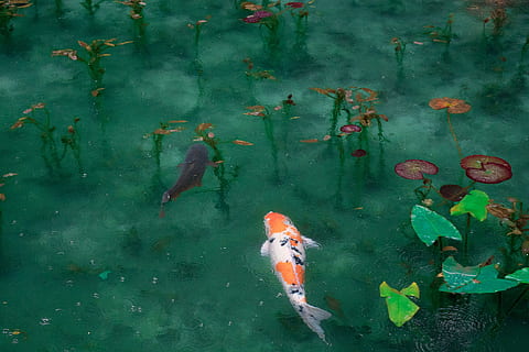 photo of two black, white, and orange koi fish, two orange and black koi fish in body of water HD wallpaper