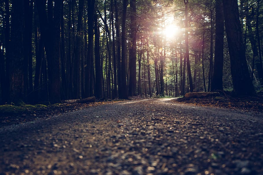 low-angle photography of road between inline trees, forest interior HD wallpaper