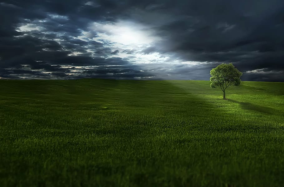 landscape view of greenfield with tree, amazing, beautiful, beauty