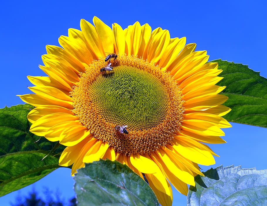 sunflower, bumblebees, flowering plant, yellow, flower head HD wallpaper