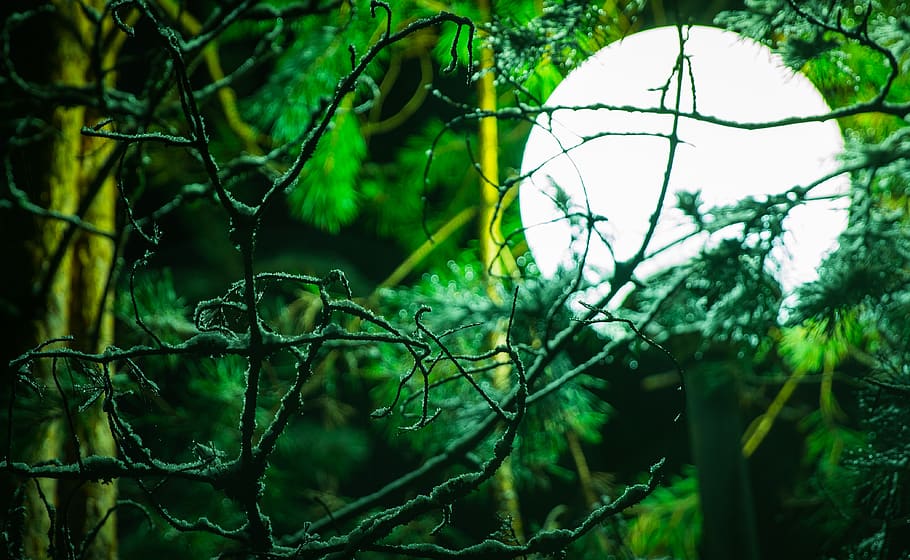 lantern, tree, branch, snow, night, winter, plant, forest, growth HD wallpaper