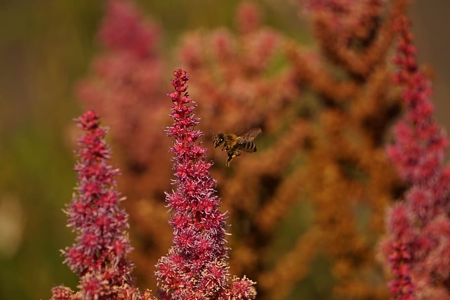 wasp, bee, flight, fly, close, macro, collect nectar, pollination HD wallpaper