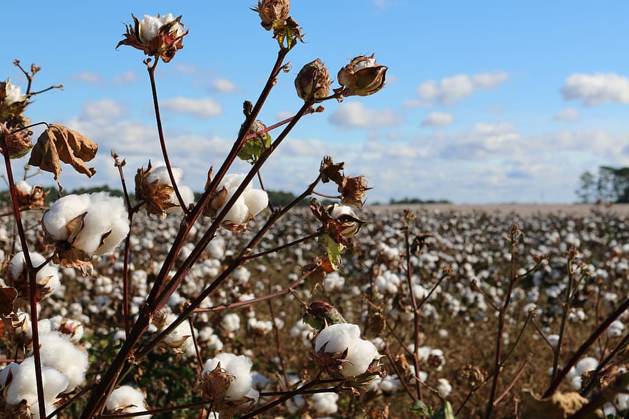 Georgia Snow, white cotton plant field at daytime, cotton field