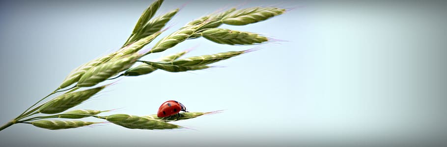 closeup photo of ladybug on green wheat during daytime, ear, sky, HD wallpaper