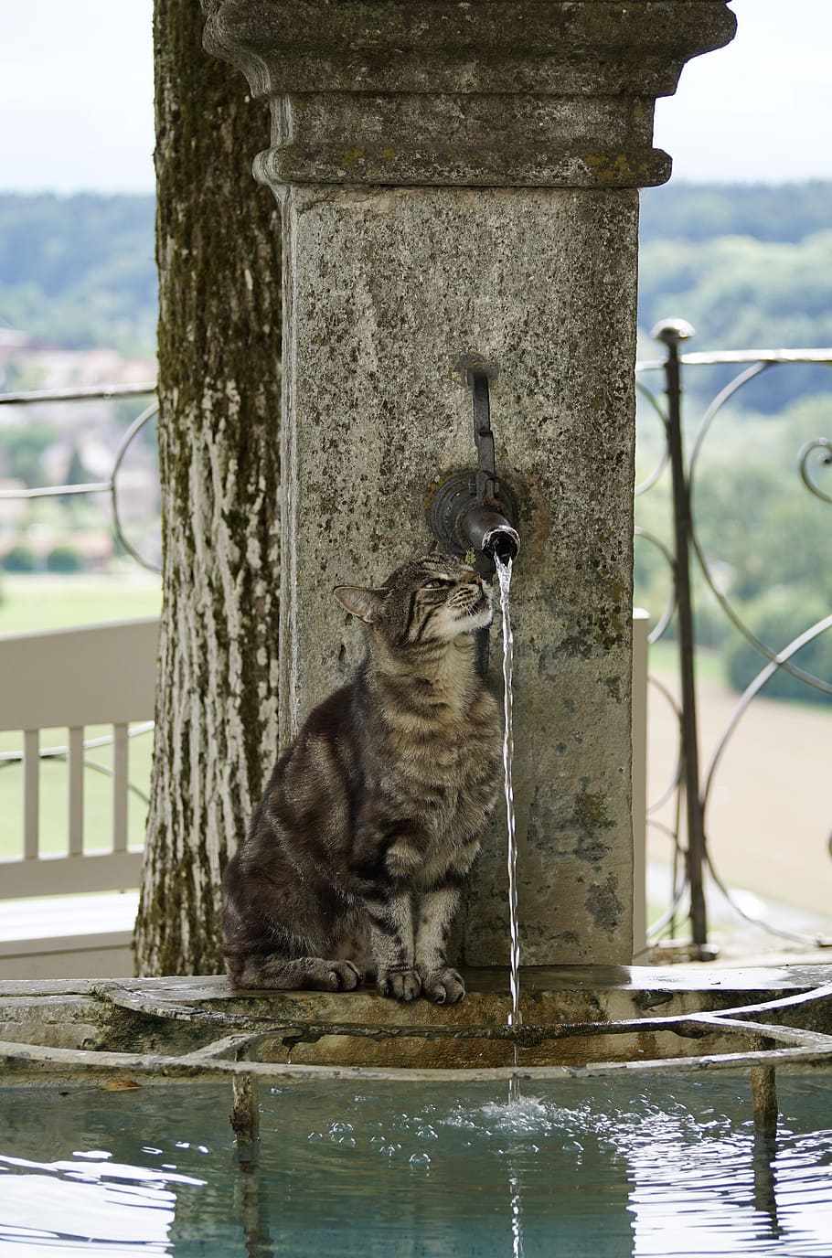 brown fur cat drinking water on fountain during daytime, getiegert HD wallpaper
