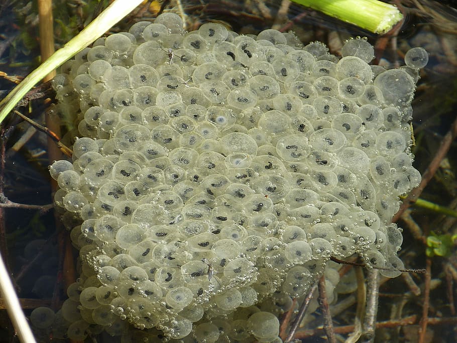 Frog Spawn, Egg, Water, Frog, drop, creature, insect, large group of animals HD wallpaper