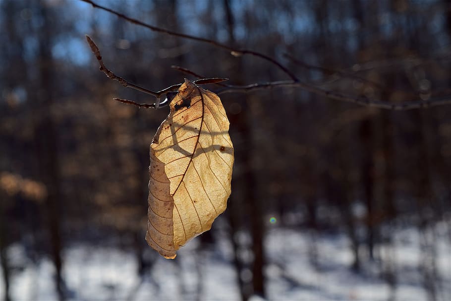 leaf, shadow, woods, light, nature, plant, natural, white, winter HD wallpaper