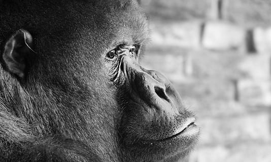 black monkey, gorilla, silverback, thinking, ape, imposing HD wallpaper