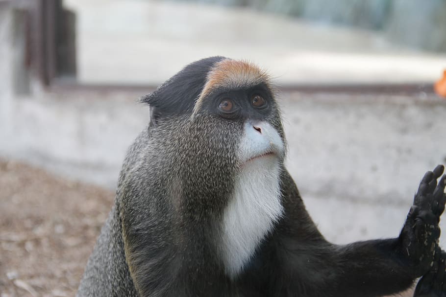 monkey, animal, zoo, animal themes, primate, one animal, mammal HD wallpaper