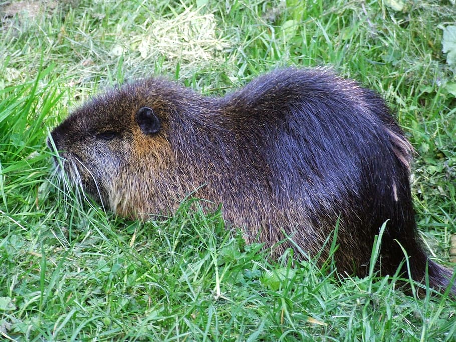 nutria, pond, river, rodent, myocastor coypus, guinea pigs related HD wallpaper