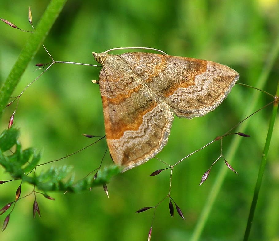 moth, animal, flying, insect, wing, wildlife, macro, natural HD wallpaper